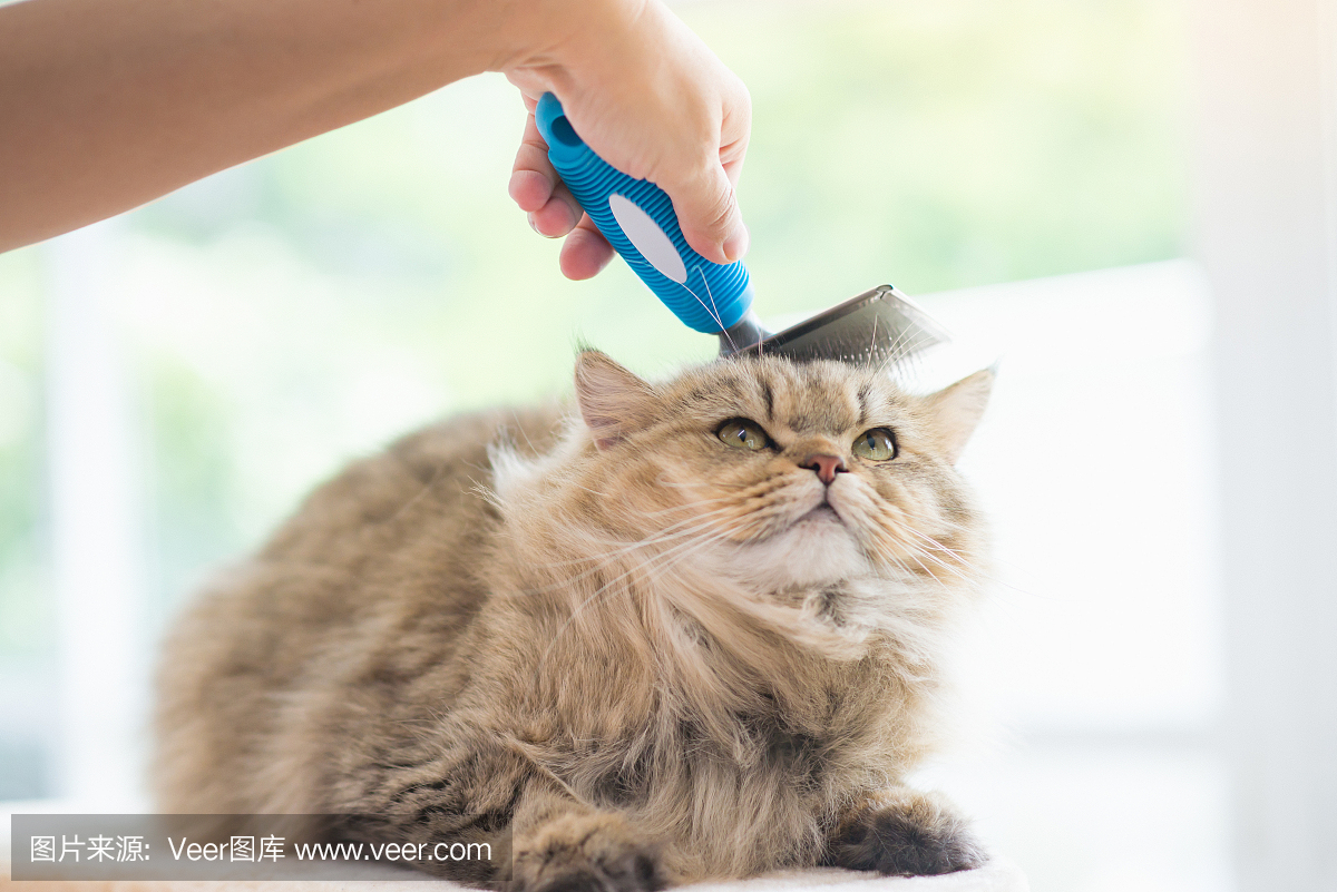 猫美容造型