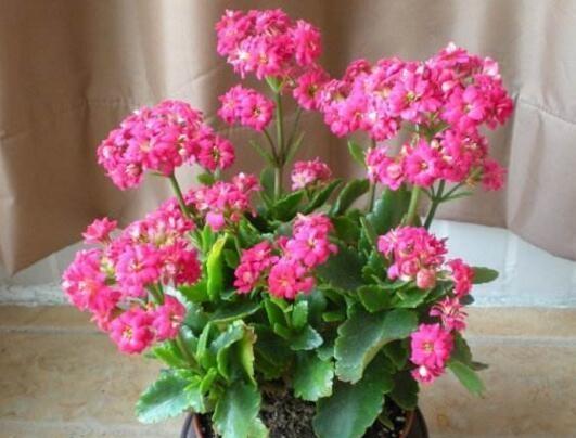 寓意发财的花