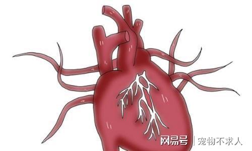 心脏神经官能症状态怎么治疗