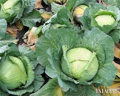 包菜减肥法