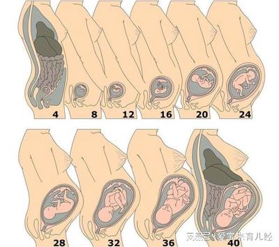 怀孕怎么算一个月