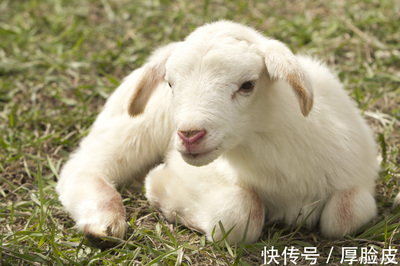 属羊是哪年出生