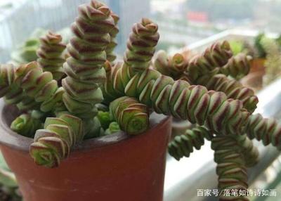 景天名字寓意