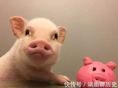 猪猪名字大全萌