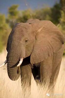 大象一般是通过什么方式来防晒的