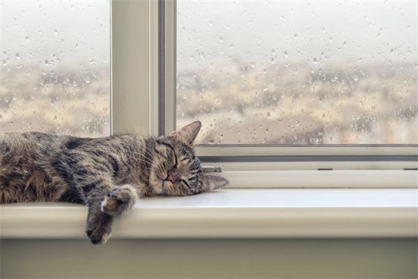 做梦梦到死猫