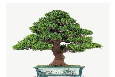 室内风水树哪种最好
