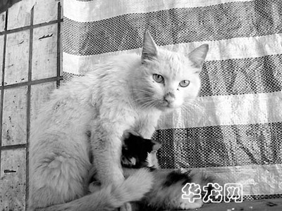 母猫怀孕