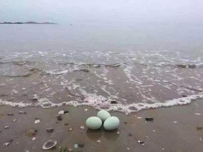 沈阳有海么