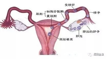 排卵期小腹痛出血