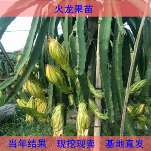 8个月婴儿能吃火龙果吗