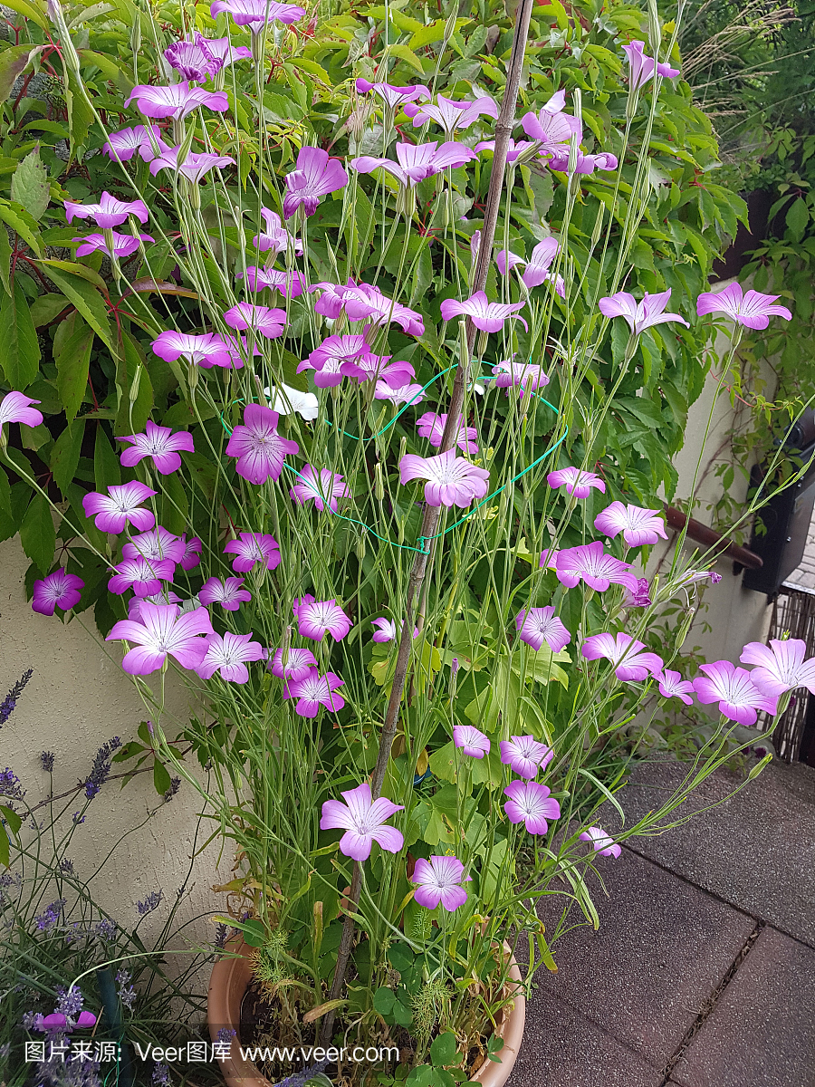 花儿是特马打一生肖