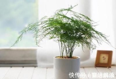 文竹放在卧室好吗