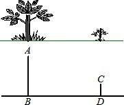 一棵树两棵树打一字谜