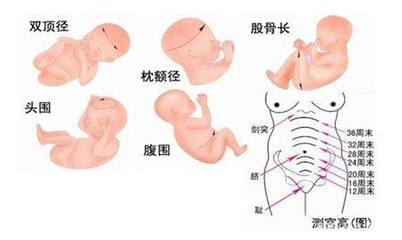 足月孕的宫高和腹围标准是多少