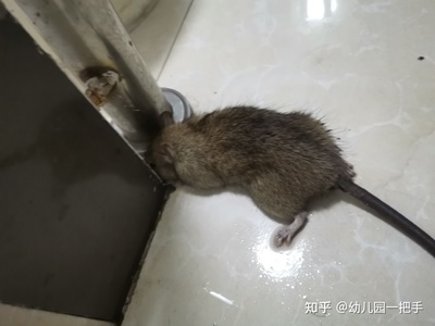 家里老鼠怎么消灭