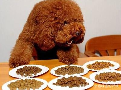 一般幼犬吃多少狗粮