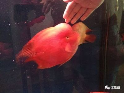 鹦鹉鱼每次喂多少合适