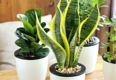 室内植物甲醛