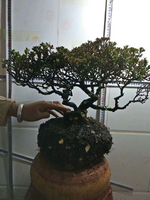 云南雀梅盆景吧