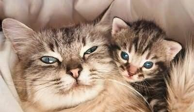 猫咪多大会怀孕
