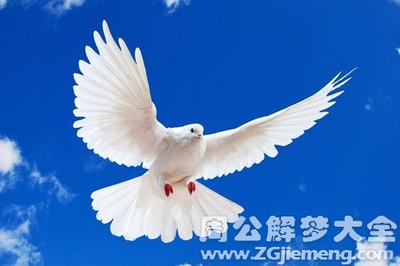 孕妇梦见鸽子