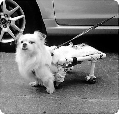白狗起名