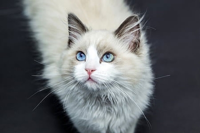 做梦梦到猫妖