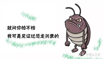 厨房都是蟑螂