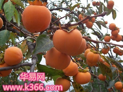孕妇梦到柿子