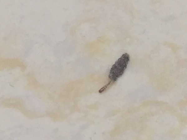 房间里很多小虫子