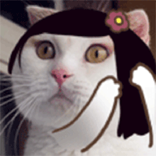 阿了个喵
