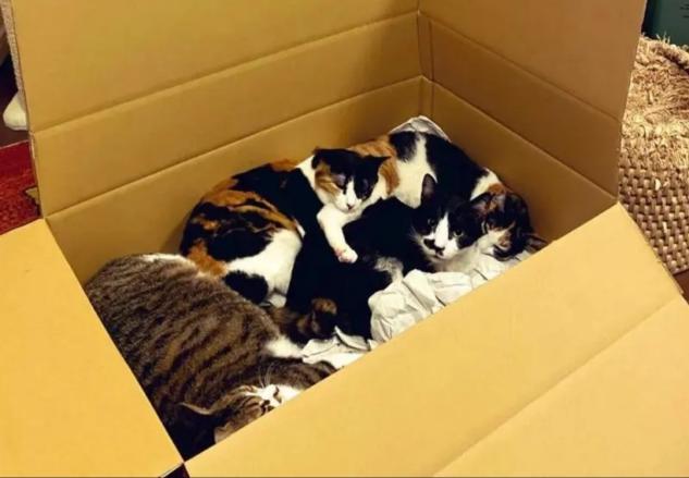 猫怀孕了
