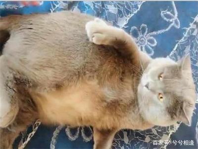 猫咪怀孕几个月生