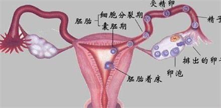 精子苦是怎么回事