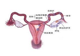 不是排卵期出血是怎么回事