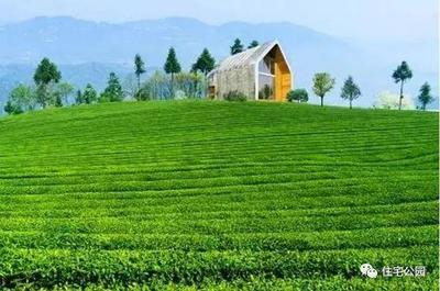 茶园别墅