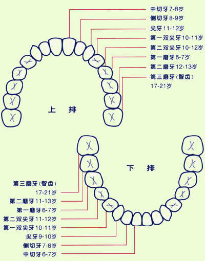 牙齿各颗形态