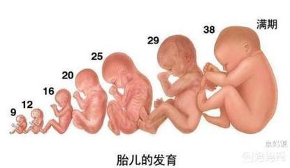 怀孕几个月最容易畸形
