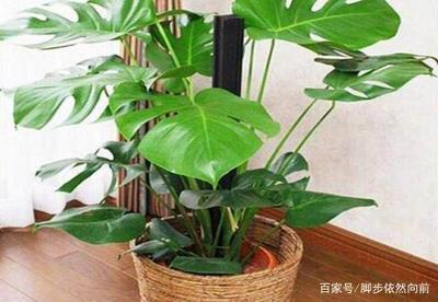 卧室适合养的植物