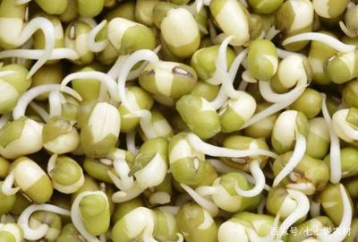 发芽的绿豆可以放在绿豆汤里煮吗?豆芽是绿色的可以吃吗?