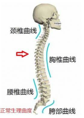 正常人的脊柱有多少个脊椎构成