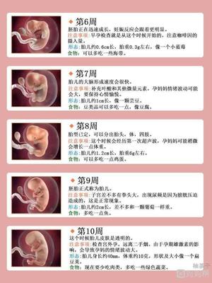 胎儿发育全过程图解