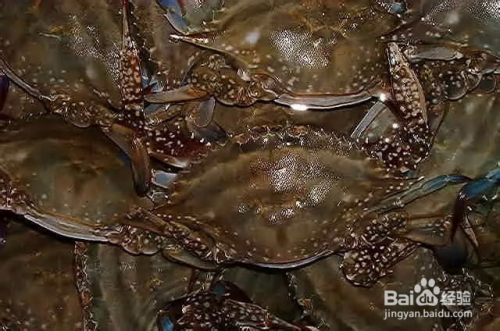 螃蟹公母怎么分