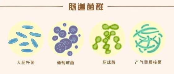 产气肠杆菌怎么治疗