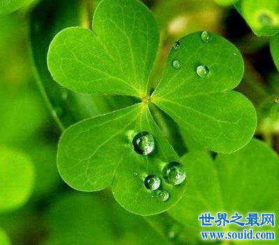 四叶草寓意