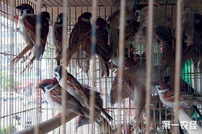 捕杀麻雀犯法吗