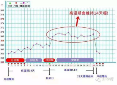 月经和排卵期区别