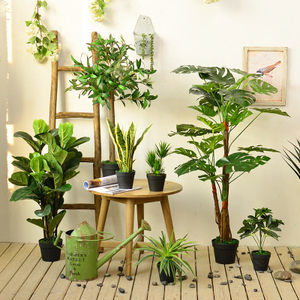 绿植室内盆栽