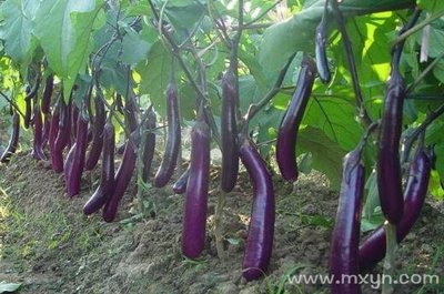 周公解梦梦见摘茄子